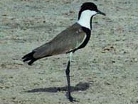 Lire la suite à propos de l’article Birdwatching sur le Lac TOHO