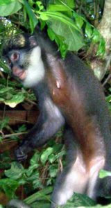 Lire la suite à propos de l’article Les singe à ventre rouge