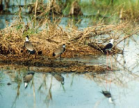 Lire la suite à propos de l’article Valorisation des oiseaux de la mangrove de Togbin