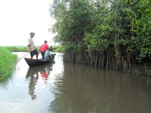 Lire la suite à propos de l’article Valorisation des oiseaux de la mangrove de la lagune cotière et dans la vallée du fleuve Niger
