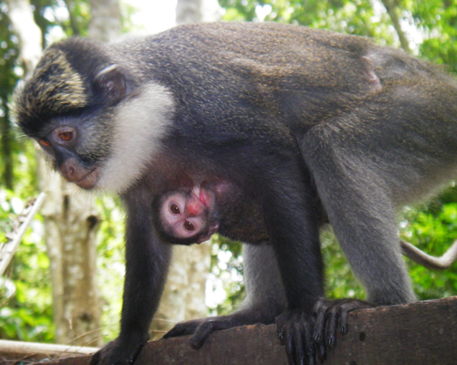 Lire la suite à propos de l’article Restauration de l’habitat des primates