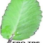 LOGO_FBOTRS.jpg