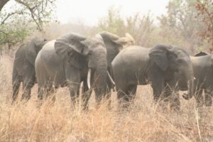 Lire la suite à propos de l’article Suivi écologique des éléphants d’Alfakoara au Parc W/Bénin