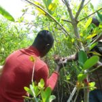 mesures_dans_les_mangroves_a_Adounko.jpg