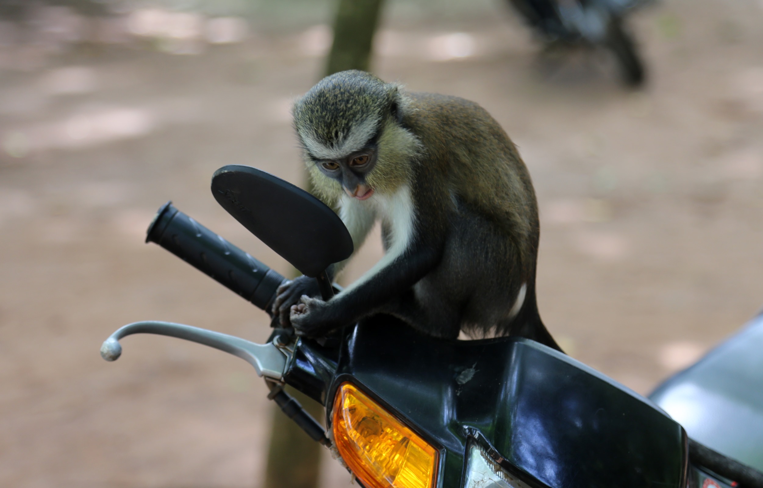 Singe Mona sur une moto dans le restaurant plein air du Jardin des Plantes et de la Nature 095_benin._092_sud._zone_littorale._porto_novo._jardin_des_plantes._avril_2013.jpg