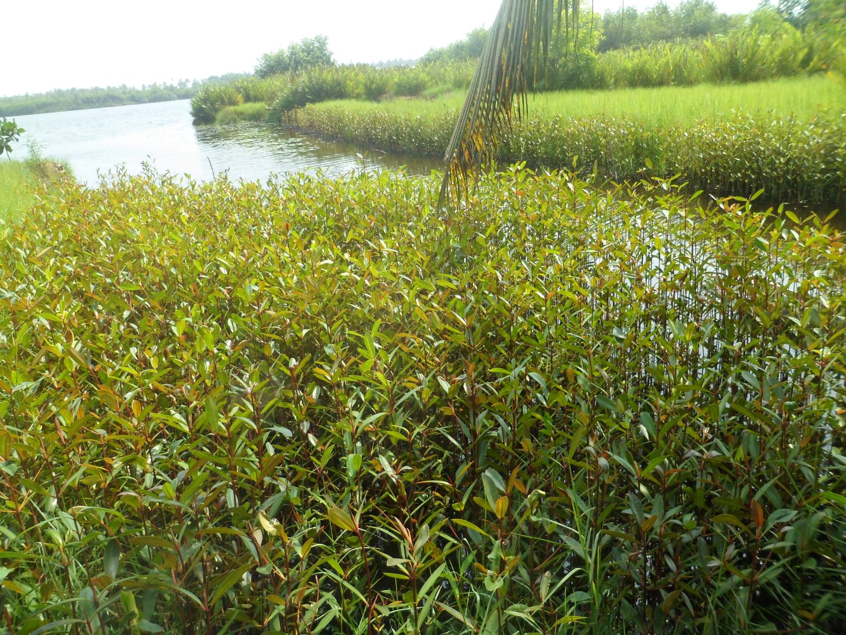 pepiniere_de_mangrove.jpg