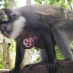 photo singe a ventre rouge Benin