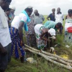 sacralisation_mangroves_bouche_du_roi__ecobenin_3_.jpg