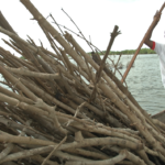 eco-benin_coupe_mangrove_infraction.png