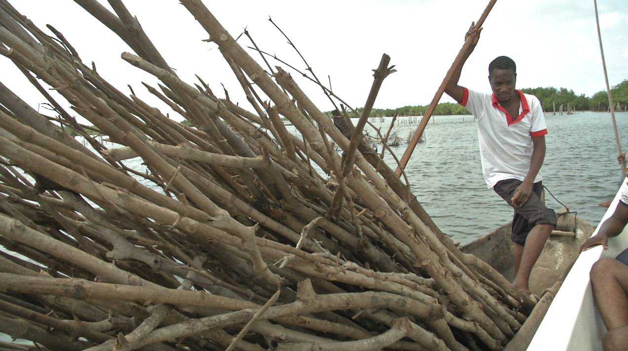 eco-benin_coupe_mangrove_infraction.png