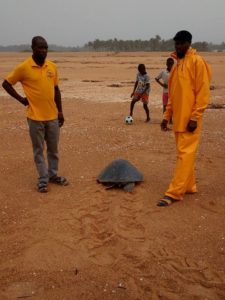 Lire la suite à propos de l’article Activités des écloseries des tortues marines dans la Réserve la Bouche du Roy