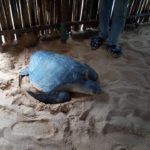 surveillance_tortues_marines_grand_popo_ecobenin2.jpg