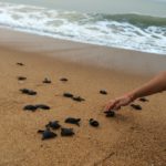 Soutenons les écloseries de tortues marines de la Réserve de la Bouche du Roy