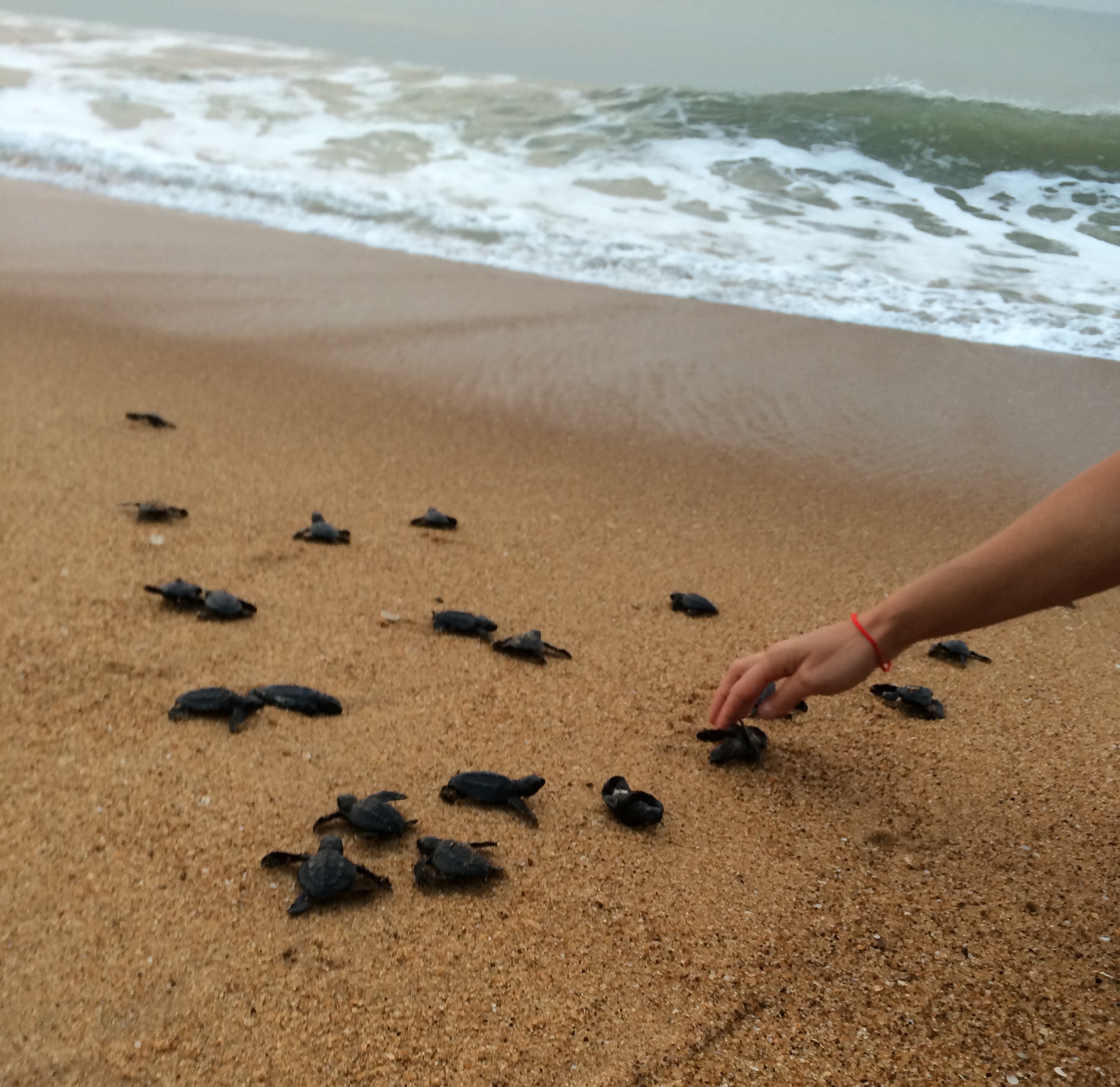 Lire la suite à propos de l’article Soutenons les écloseries de tortues marines de la Réserve de la Bouche du Roy