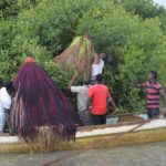 photo_sacralisation_mangrove.jpg