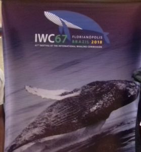 Lire la suite à propos de l’article 67ieme Réunion de la Commission Baleinière Internationale au Bresil : Le Bénin vote contre la création d’un sanctuaire dans l’Atlantique pour les baleines