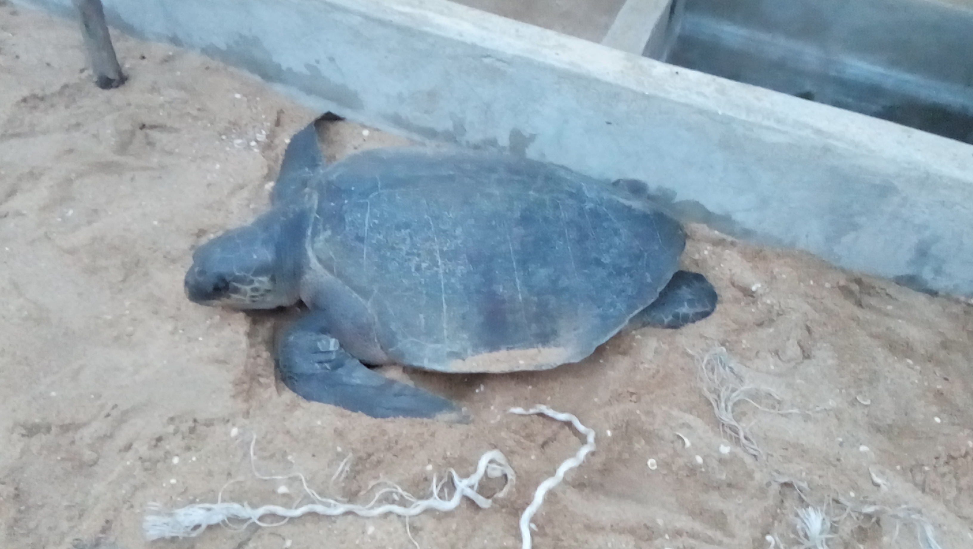 Lire la suite à propos de l’article Protection des espèces marines de la Réserve la Bouche du Roy, une tortue olivâtre sauvée !!