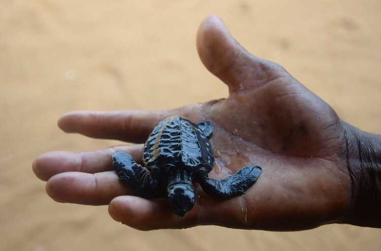 Lire la suite à propos de l’article Soutien pour la sauvegarde des tortues marines et le développement des écloseries d’Avlo, d’Allongo et d’Hokoué dans l’ACCB La Bouche du Roy.