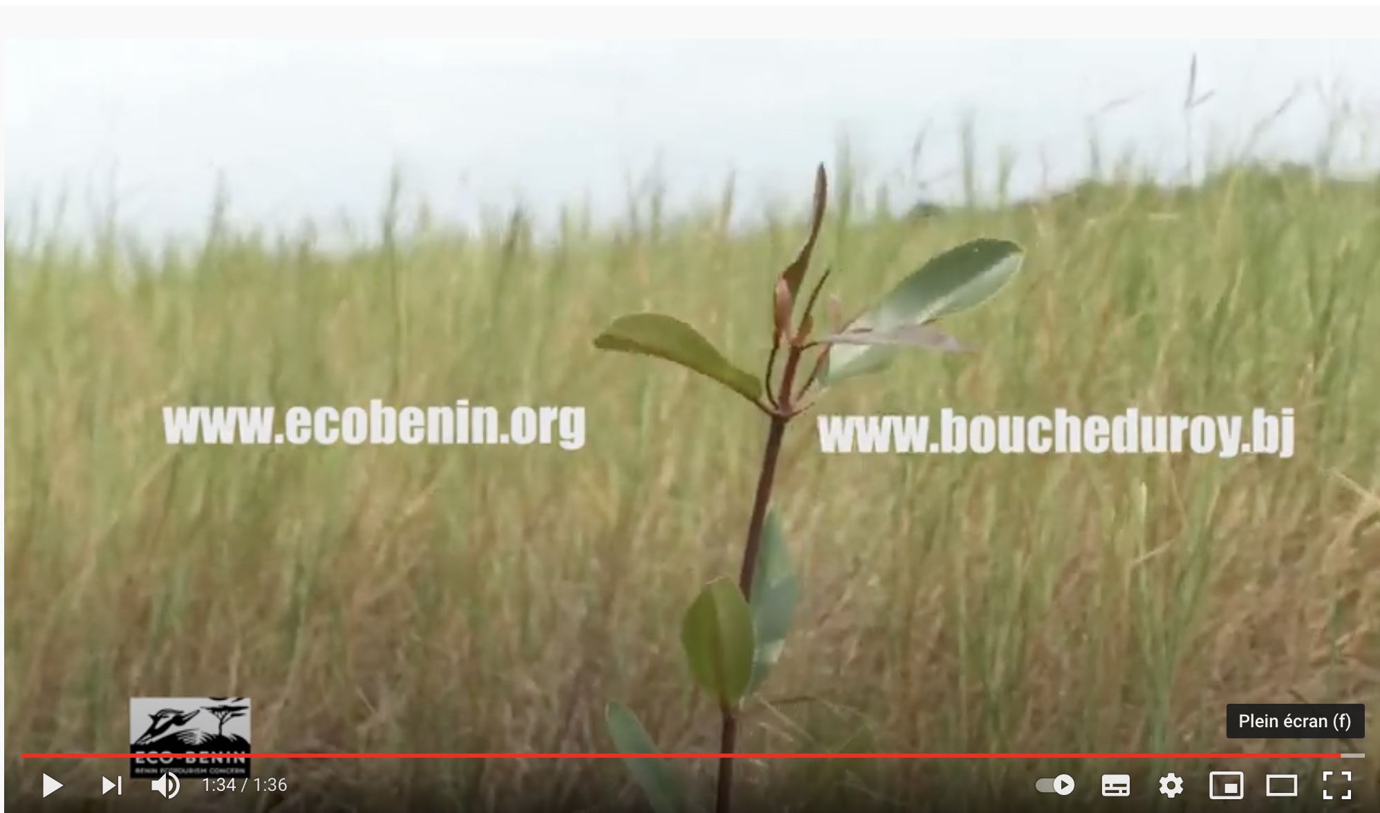 Lire la suite à propos de l’article Benin : Bilan restauration des écosystèmes mangrove dans la Bouche du Roy – ONG Eco-Benin