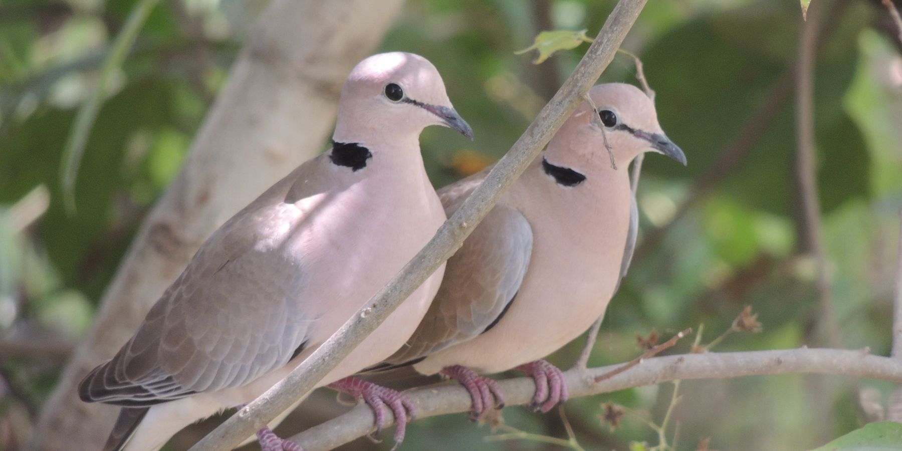 Lire la suite à propos de l’article Rendez-vous avec les oiseaux du Bénin