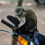 Singe Mona sur une moto dans le restaurant plein air du Jardin des Plantes et de la Nature 095_benin._092_sud._zone_littorale._porto_novo._jardin_des_plantes._avril_2013.jpg
