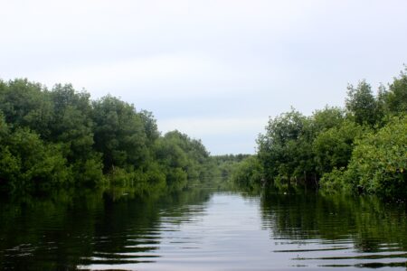 La forêt de mangrove dans la réserve de la Bouche du Roy au_rythme_des_flots_3.jpg