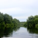 La forêt de mangrove dans la réserve de la Bouche du Roy au_rythme_des_flots_3.jpg