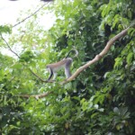 Singe Mona dans la forêt Honlévoé au_rythme_des_flots_5.jpg