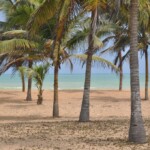 Au milieu des cocotiers sur la plage du village d'Avlo Houta au_rythme_des_flots_6.jpg