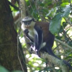 Un singe Mona dans la forêt sacrée de Kpétou mona_2.jpg