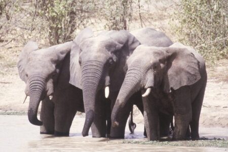 Eléphants pataugeant dans une mare dans le parc Pendjari page12.jpg