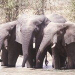 Eléphants pataugeant dans une mare dans le parc Pendjari page12.jpg