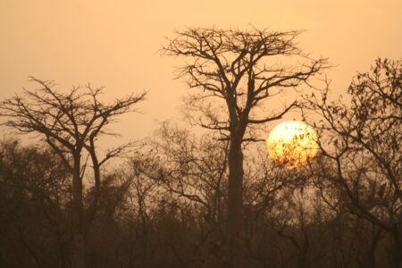 Coucher de soleil dans la savane du Parc Pendjari pendjari_4.2.2006_286.jpg