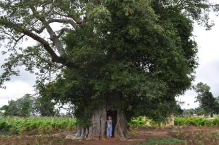 Le baobab creux du village boabab_a_koussoukoingou_au_benin.jpg