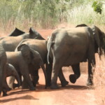 Des éléphants traversant une piste du parc troupeau_d_elephants_au_parc_de_la_pendjari-2.jpg