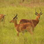 Des antiloppes dans le Parc National de la Pendjari dscn1412.jpg