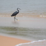 Aigrette des récifs à l'embouchure de la Bouche du Roy dscn2578.jpg
