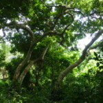 Forêt sacrée de Kpétou, à la rencontre des singes Mona Kpetou_foret_singe_mona_arbre_ecotourisme_ecobenin.jpg