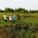 Action Carbone : plantation de palétuviers
