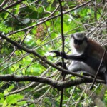 Singe Mona vivant dans son habitat naturel, la forêt Honlévoé