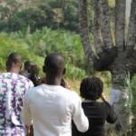 Le palmier à sept troncs