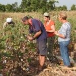 Activité champêtre : récolte de coton