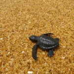 Possibilité de libération de bébés tortues marines selon la saison