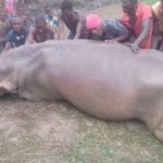 Photo Décès Hippopotame du lac Ahémé - Bénin