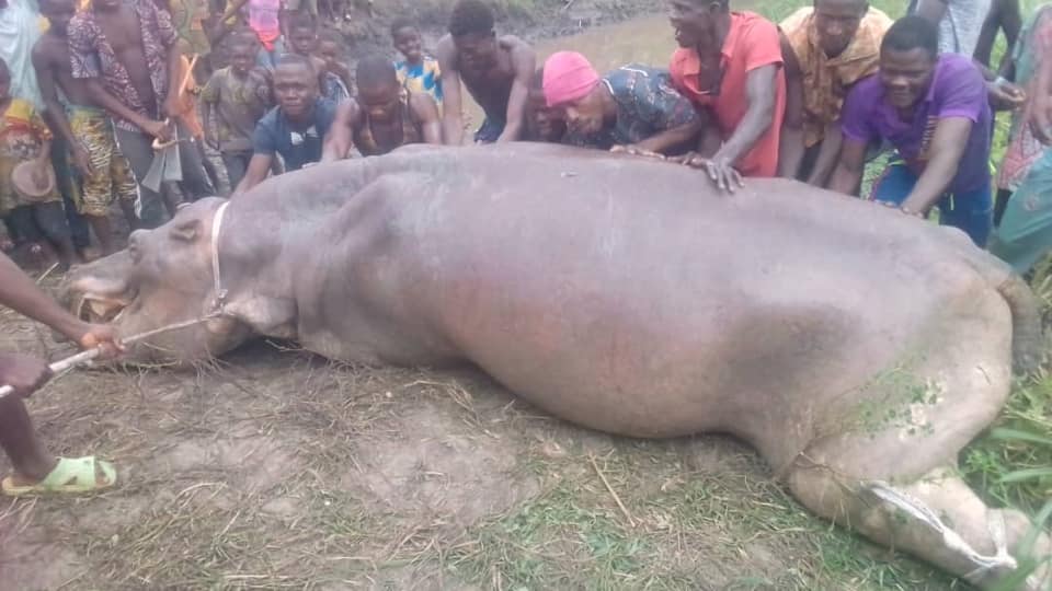 Lire la suite à propos de l’article Lacs Ahémé et Toho, l’hippopotame solitaire emblématique est mort !