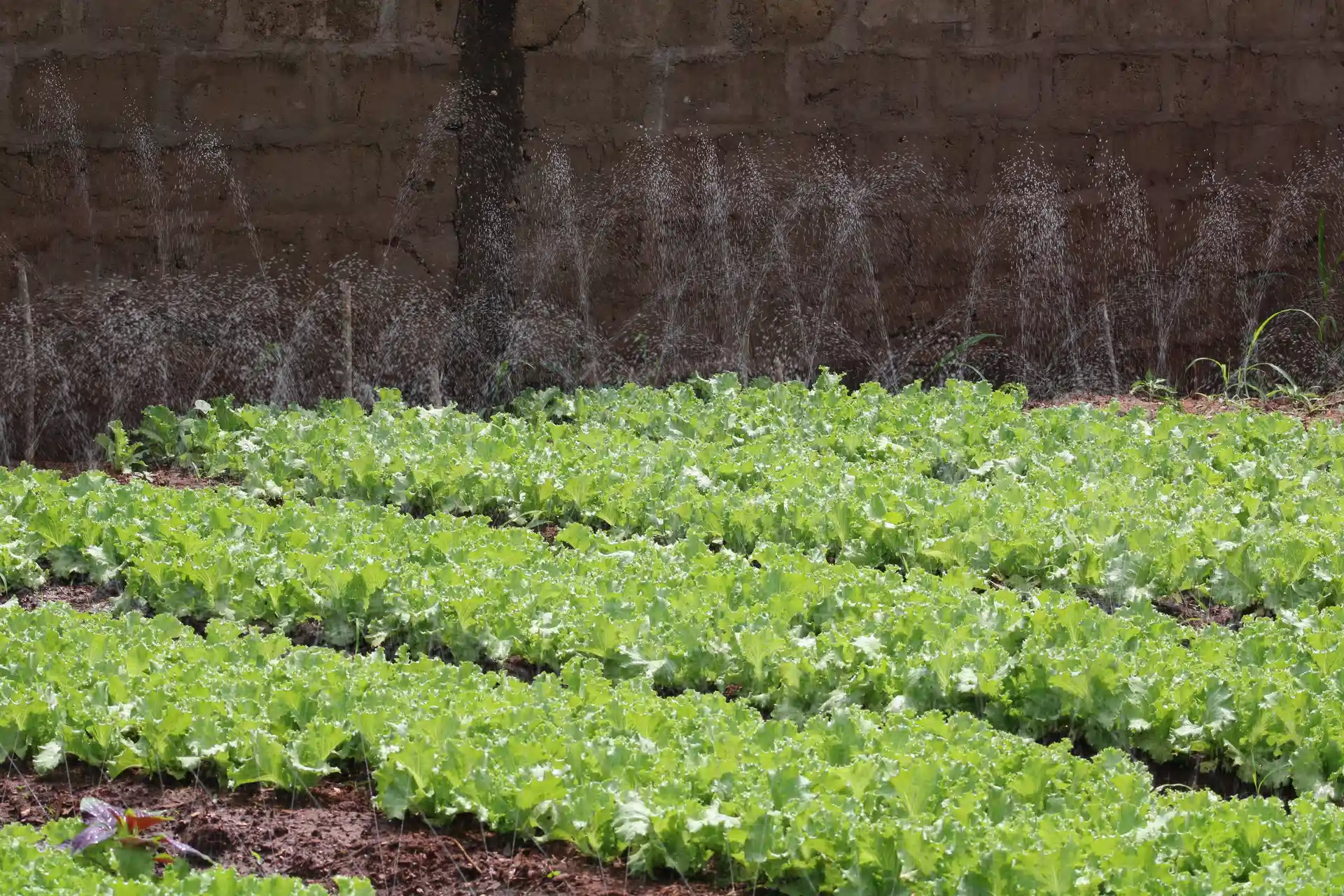 Lire la suite à propos de l’article Agriculture de conservation (AC)