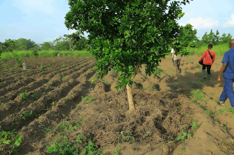 Agroforesterie et forets individuelles