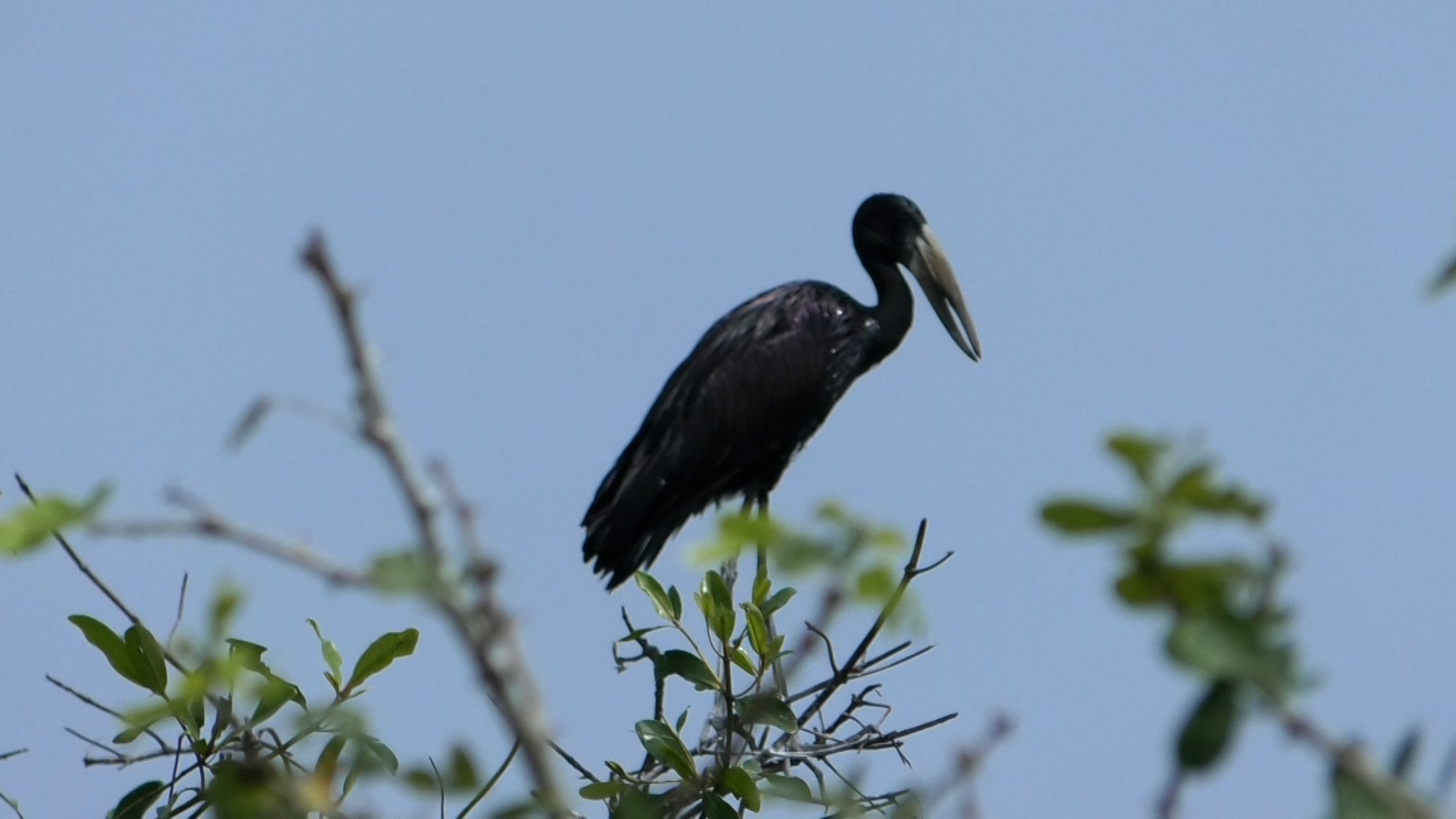 Lire la suite à propos de l’article ACCB Bouche du Roy : une troisième île aux oiseaux offre aux visiteurs une biodiversité exceptionnelle.